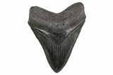 Serrated, Fossil Megalodon Tooth - South Carolina #306303-1